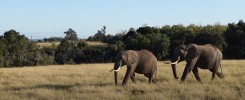 blog safari video